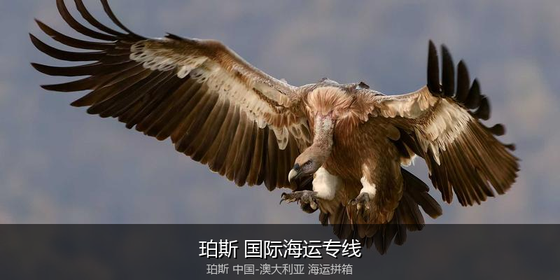 澳大利亚海运专线时效对比与选择指南
